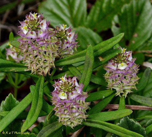 {Polygala cruciata}